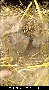 Kaninchenbabys, ohje..!!-imag2142.jpg