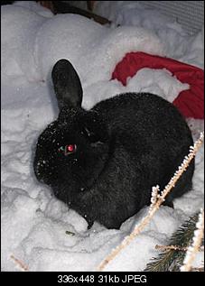 do they know it�s christmas?!?-img_4421.jpg