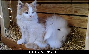 Katze im Kaninchenstall-img-20151205-wa0024.jpg
