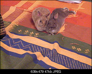 Terrorkr�mel-sany1996.jpg