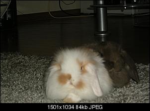 Brauche dringend Hilfe - bin ratlos-hasis-st.martin-sonstiges-019.jpg
