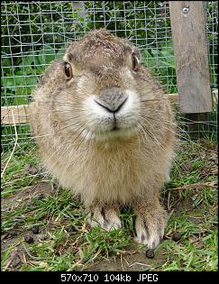 Feldhasenbabys Aufzucht-herr-hase.jpg