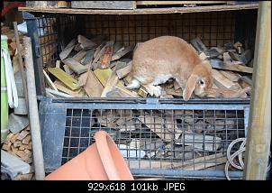 Was machen mit verwitwetem Ninchen?-dsc_0388.jpg