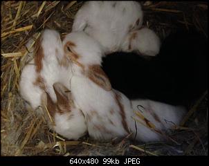 Kaninchenbabys unterschieben?-image7.jpg