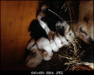 Kaninchenbabys unterschieben?-image6.jpg