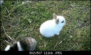 Handaufzucht von Riesenscheckenbaby-win_20160509_20_28_09_pro.jpg