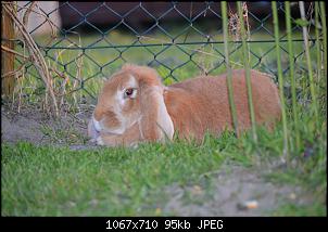 Was machen mit verwitwetem Ninchen?-dsc_0002.jpg
