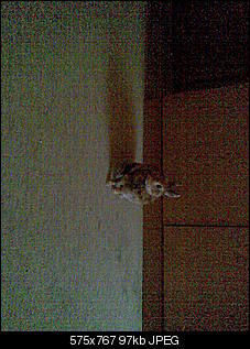 Agressives Nin-bild-038.jpg