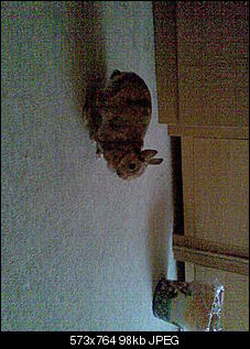 Agressives Nin-bild-037.jpg