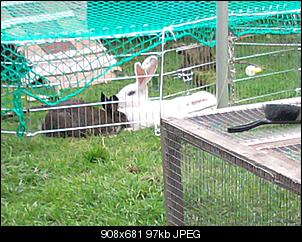 Eure Bilder gegen Einzelhaltung-foto0025.jpg