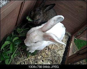 Eure Bilder gegen Einzelhaltung-foto0041.jpg