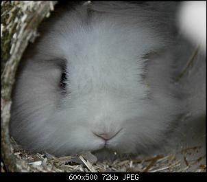 L�wenk�pfchenfell schr�nkt Sicht ein-cookie02072016klein.jpg