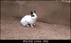 Kaninchen �bernommen-linda-4-.jpg