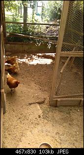 Kaninchen �bernommen-h%FChnerstall-1-.jpg