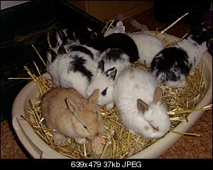 Hilfe - Silvesterkaninchenbabys....-foto-31-.jpg