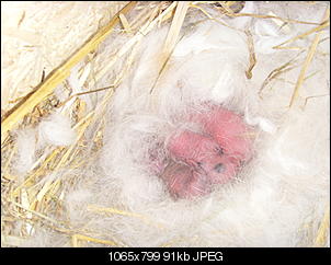 Hilfe - Silvesterkaninchenbabys....-si851033.jpg