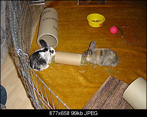 Wo im Gehege das Heu aufbewahren?-dsc00257.jpg