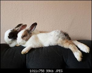 Hilfe - 10 Wochen alte Kaninchen Weibchen-img-20160922-wa0001.jpg