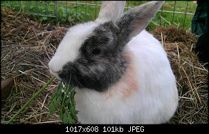 Welche Rasse?-imag0877.jpg
