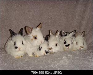 Hilfe - Silvesterkaninchenbabys....-wurf-2.jpg