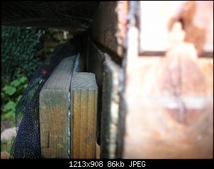 Ratten im Kaninchengehege :(-dscn5739.jpg