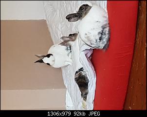 Hilfe - 10 Wochen alte Kaninchen Weibchen-20161119_150554.jpg
