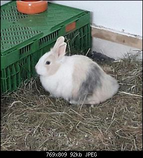 Welche Rasse?-img-20170101-wa0001.jpg