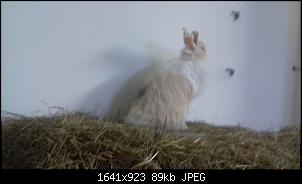 Welche Rasse?-20170101_114440.jpg
