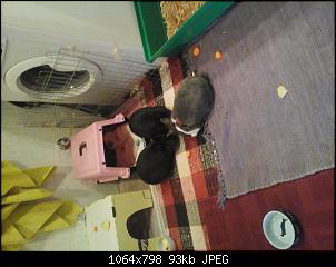 Kaninchen mit Handicap vergesellschaften?-20170301_100950%5B1%5D.jpg