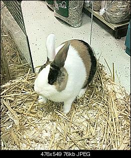 Welcher Name soll es sein???-foto0221m.jpg
