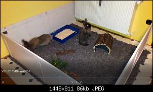 Anf�nger-Problemchen mit unseren 2 Damen-hasilein.jpg