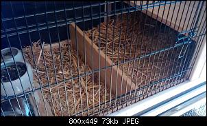 Hasenbabys in Gruppe integrieren-28500139fj.jpg