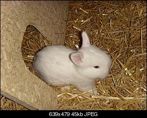 Vermittlung der Kaninchenbabys l�uft auf hochtouren-foto-2-.jpg