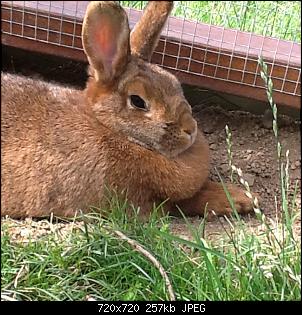 Kaninchen ist ziemlich dick-lucybaby2.jpeg