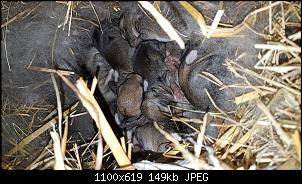 Fundkaninchen mit Jungtieren-img-20170824-wa0050.jpg