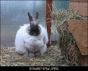 Rasse?-img_0614-2-.jpg
