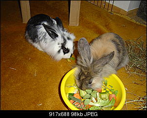 Klicke auf die Grafik f�r eine gr��ere Ansicht

Name:	DSC00398.jpg
Hits:	135
Gr��e:	98,3 KB
ID:	5121