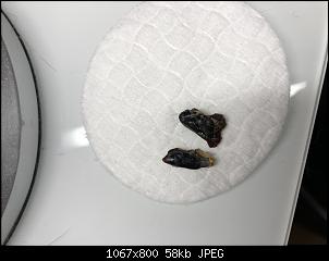 Kaninchen scheidet abgestorbene haut aus?-218bc822-9c5a-4006-9b27-819303c8b5aa.jpg