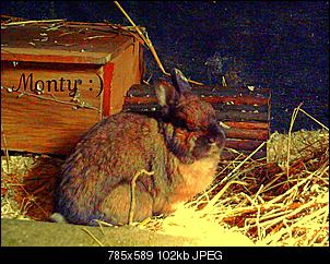 Wer hat das �lteste Kaninchen?-monty-bearbeitet.jpg