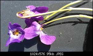Pflanzenkenner im Forum?-bl%FCte-1.jpg