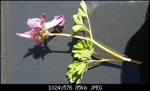 Pflanzenkenner im Forum?-bl%FCte-2.jpg