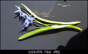 Pflanzenkenner im Forum?-bl%FCte-3.jpg
