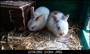 Ein Tag mit Fritzi Bugs M�mmel und Franzi Bunny M�mmel-20180406_163131.jpg