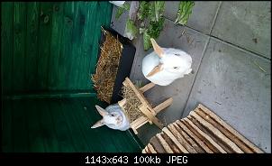 Kaninchen k�nnen nicht bleiben 😢-20180528_100716.jpg