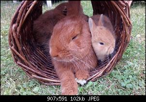 kaninchen schwanger, babys tod?-img-20180603-wa0057.jpg
