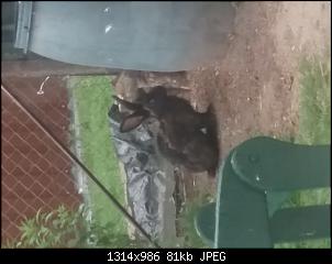 Fundkaninchen: Welche Rasse?-20180810_092118.jpg
