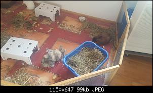 Kaninchen Dreiergruppe-20180811_080433.jpg