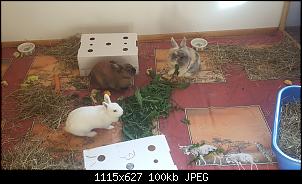 Kaninchen Dreiergruppe-20180811_090701.jpg