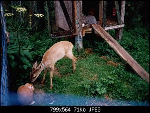Au�enhaltung - zus�tzliche W�rmequelle f�r Winter gesucht-bambi4.jpg