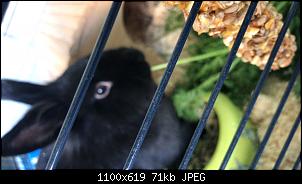 Blacky macht eigenartige ger�usche-146efd78-dec0-48f3-a4a8-9fc30c107a6f.jpg